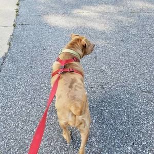 Meet your Posher, Allison